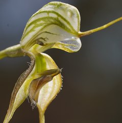 Pterostylis woollsii