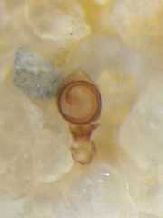 Boliscus tuberculatus