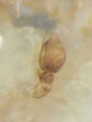 Boliscus tuberculatus