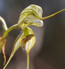 Pterostylis woollsii