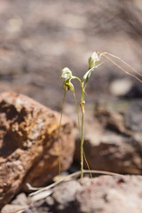 Pterostylis woollsii