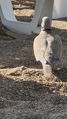 Streptopelia decaocto
