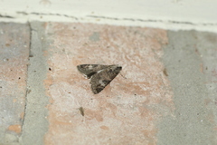 Melipotis famelica