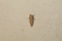 Prairiana
