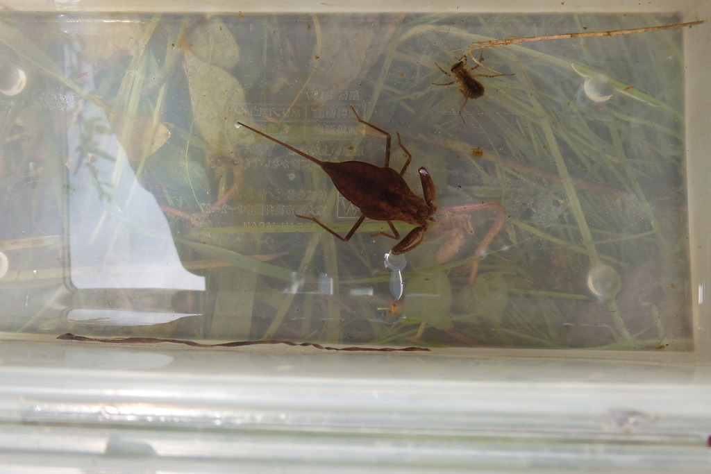 Japanese Water Scorpion in August 2018 by Kosuke Onoda · iNaturalist