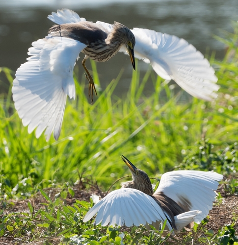 Chinese Pond Heron (Ardeola bacchus), photo 9