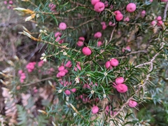 Leptecophylla pogonocalyx