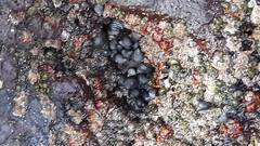 Tectarius striatus