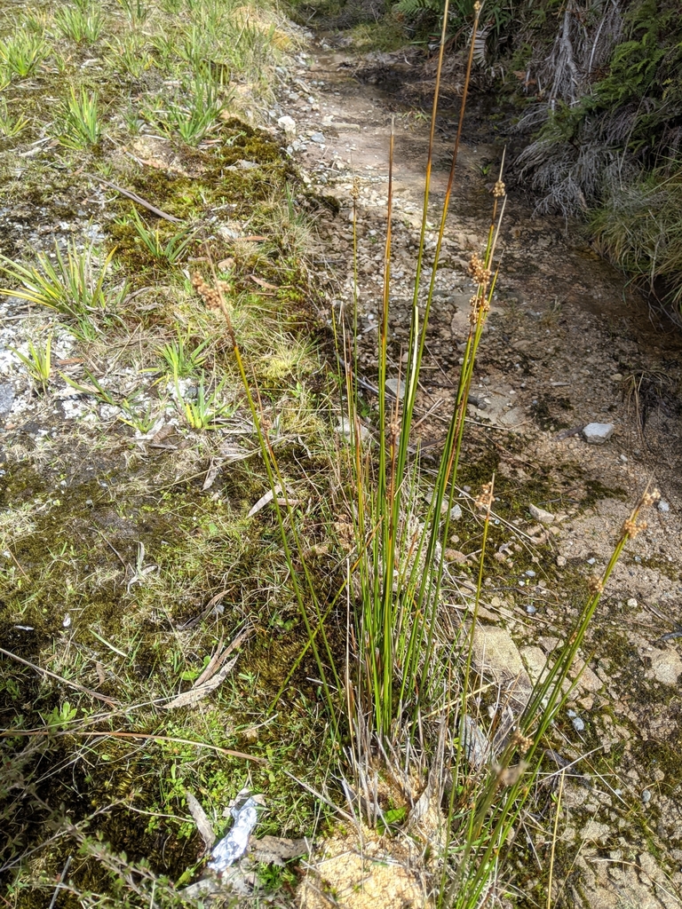 Juncus bassianus