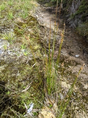 Juncus bassianus