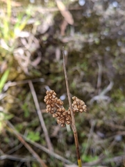 Juncus bassianus