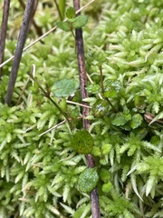 Gonocarpus aggregatus