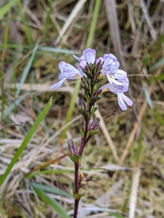 Euphrasia striata