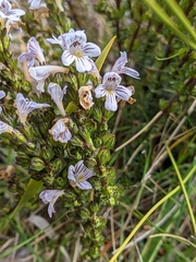 Euphrasia striata