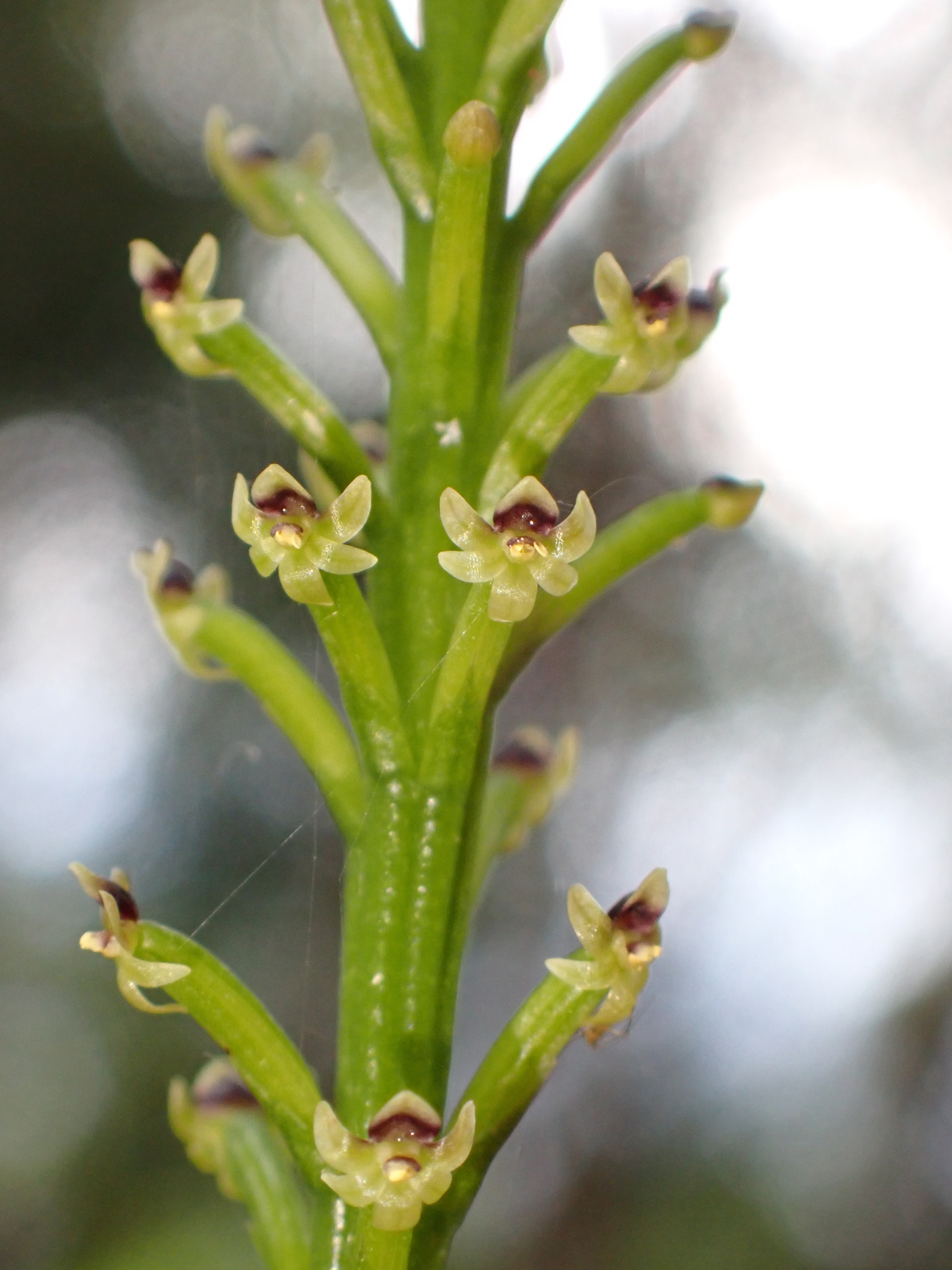 Coilochilus