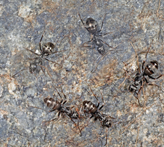 Formica lemani