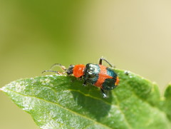 Dicranolaius bellulus