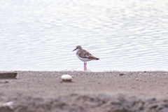Calidris minuta