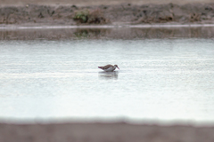 Calidris pugnax