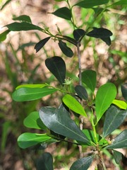 Erythroxylum australe