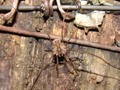 Lacinius horridus