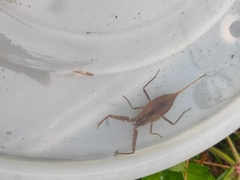 Laccotrephes japonensis