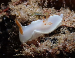 Ardeadoris angustolutea