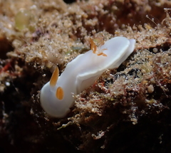 Ardeadoris angustolutea