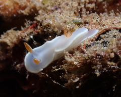 Ardeadoris angustolutea