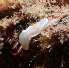 Ardeadoris angustolutea