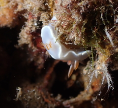 Ardeadoris angustolutea