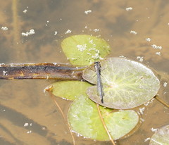 Ischnura heterosticta