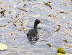 Gallinula tenebrosa