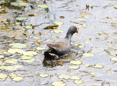 Gallinula tenebrosa