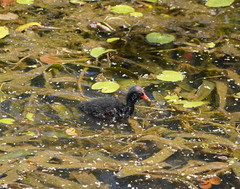 Gallinula tenebrosa