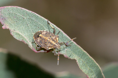 Oncocoris geniculatus