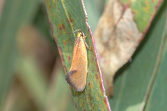 Delexocha ochrocausta