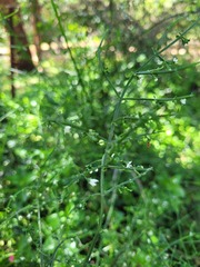 Teucrium junceum