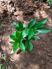 Salacia chinensis