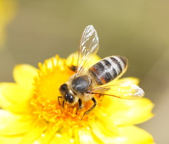 Apis mellifera