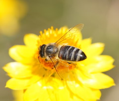Apis mellifera