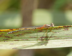 Xanthagrion erythroneurum