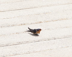 Hirundo neoxena