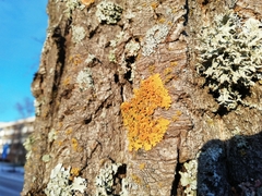 Xanthoria parietina