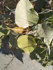 Ficus religiosa