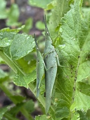 Atractomorpha crenulata