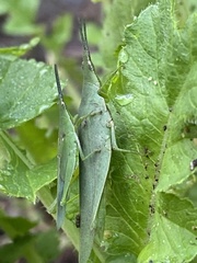 Atractomorpha crenulata