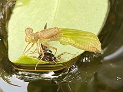 Ceriagrion coromandelianum