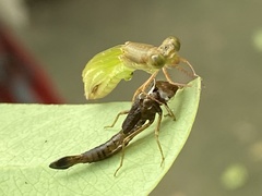 Ceriagrion coromandelianum