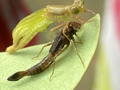 Ceriagrion coromandelianum